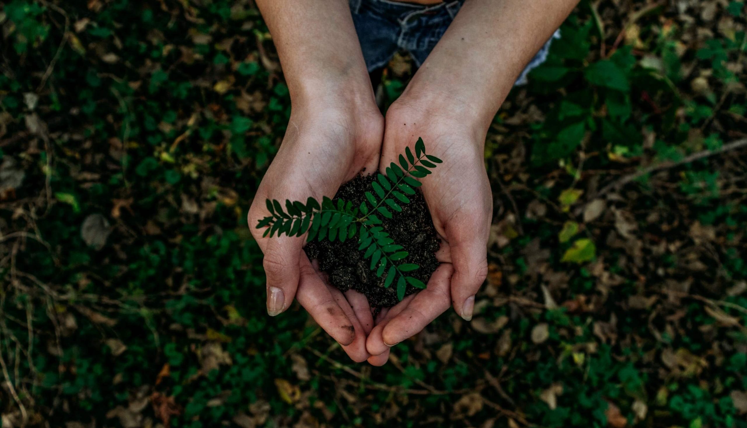 Un par de manos sostienen una pequeña planta verde con tierra, con un fondo borroso de follaje y tierra.